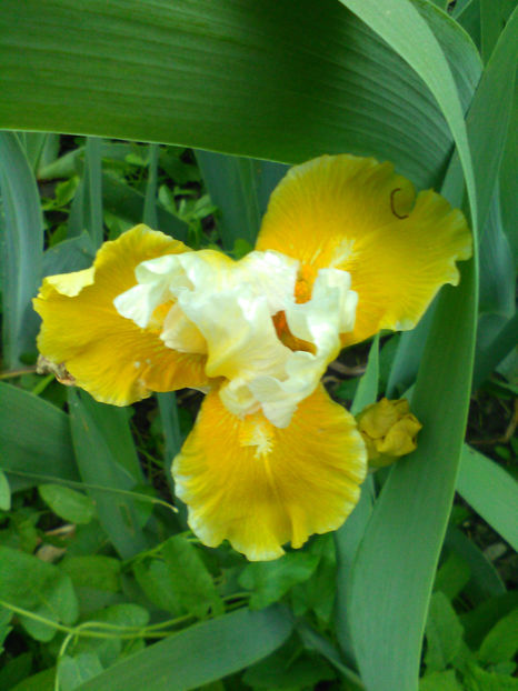 Protocol - A Irisi 2017