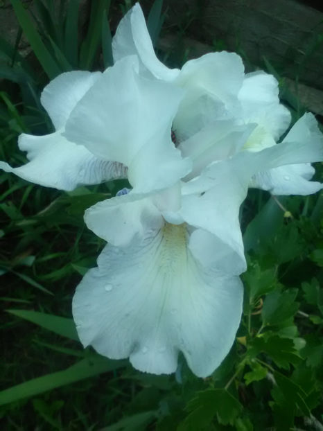 Pur as The........ - A Irisi 2017