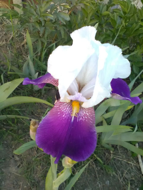 Helen collingwood - A Irisi 2017