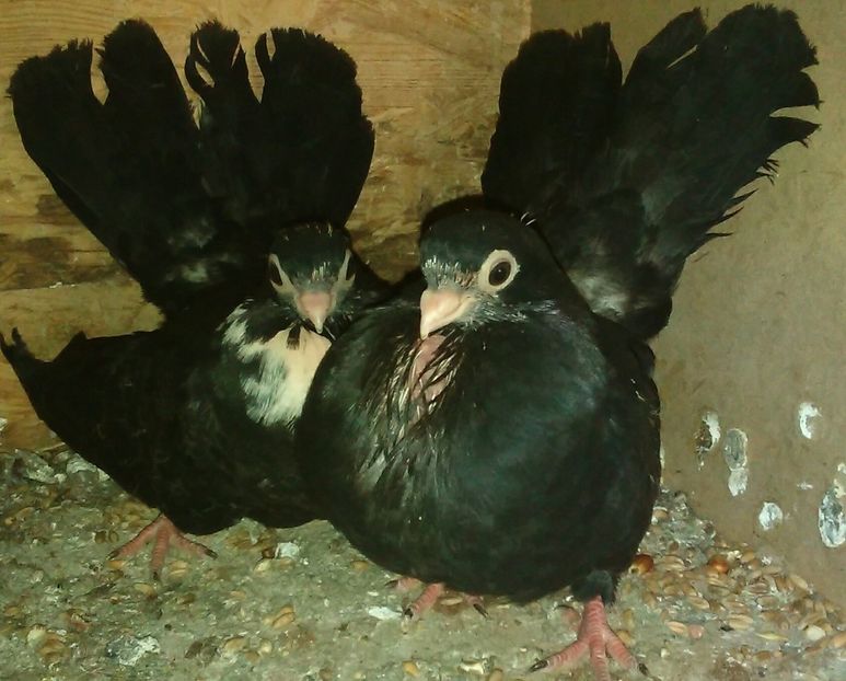  - Negri trenati de Bucuresti