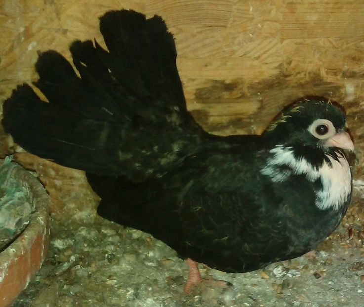  - Negri trenati de Bucuresti