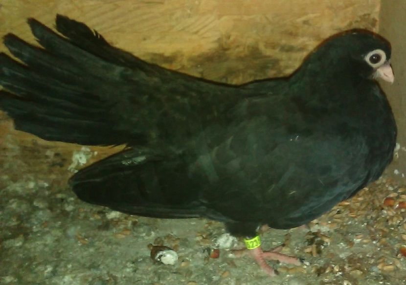  - Negri trenati de Bucuresti