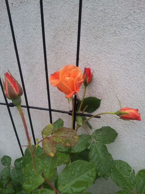  - Westerland 2