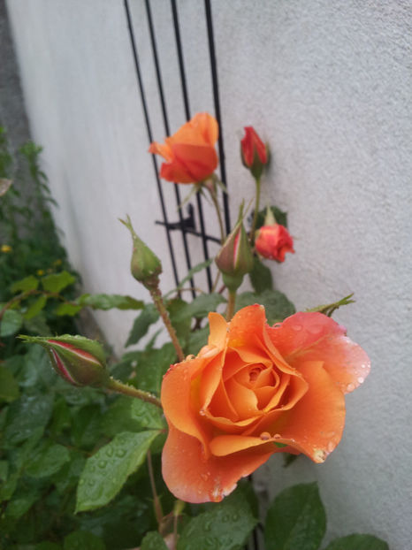 - Westerland 2