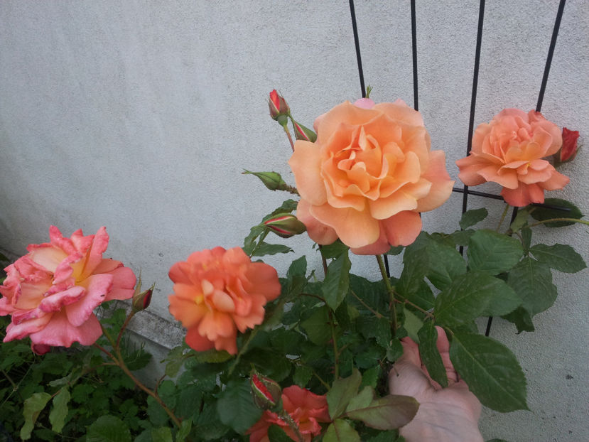  - Westerland 2