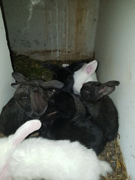  - Cuib din 21 04 2017