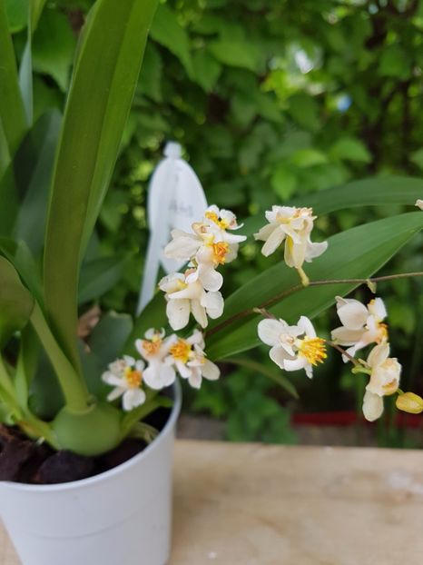 Oncidium Twinkle alb - 45 lei - VANDUTE