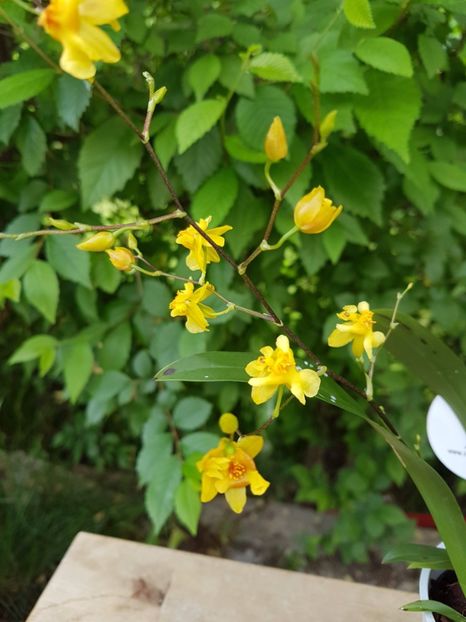 Oncidium Twinkle galben - 45 lei - VANDUTE