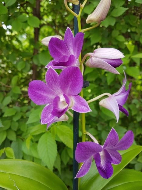Dendrobium Phal. Blue Happines - 40 lei - VANDUTE