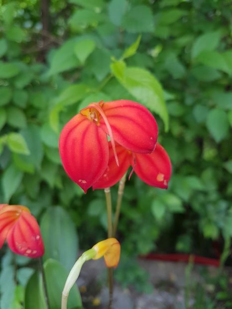 Masdevallia Ignea - 70 lei - VANDUTE