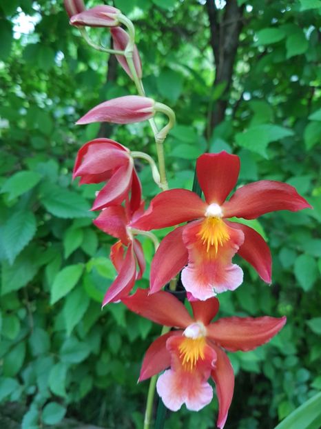 Vuylstekeara Linda Isler Red - 35 lei - VANDUTE