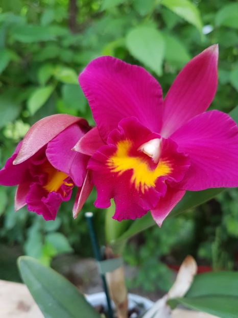 Cattleya roz inchis/visiniu - 45 lei - VANDUTE