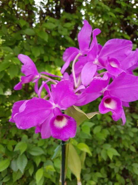 Cattleya Skinnerii Casa Luna - 155 lei - VANDUTE