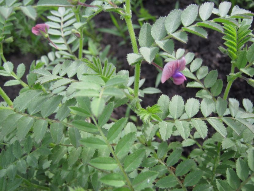 naut brun inflorit - A-A Gradina de legume -fructe-plante aromatice si medicinale 2017