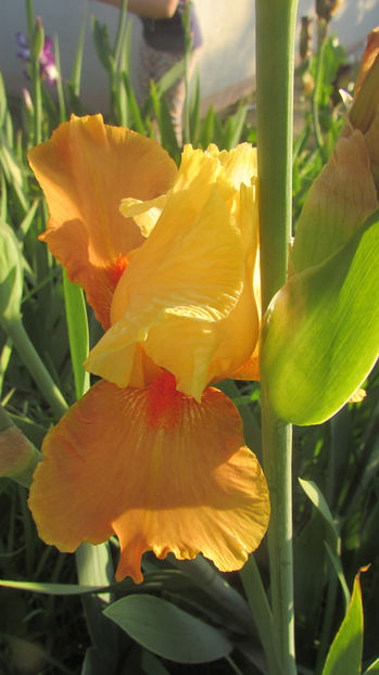 Spiced Custard - A Irisi 2017