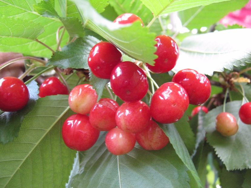 cirese de mai - A-A Gradina de legume -fructe-plante aromatice si medicinale 2017