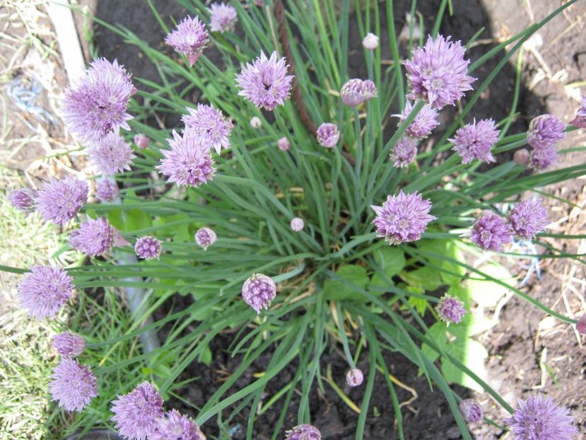 ceapa chives - A-A Gradina de legume -fructe-plante aromatice si medicinale 2017