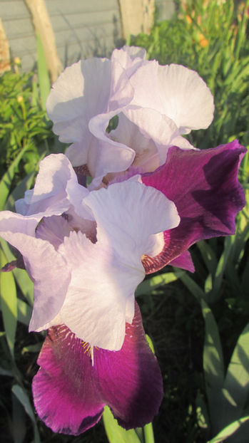 Helen collingwood - A Irisi 2017