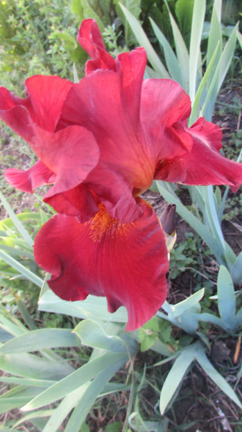 Dynamite - A Irisi 2017