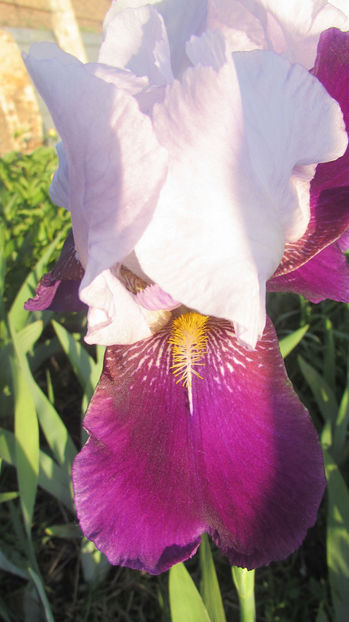 Helen collingwood - A Irisi 2017