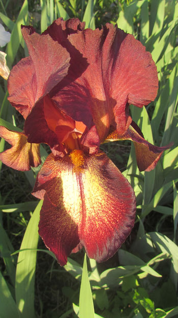 Provencal - A Irisi 2017