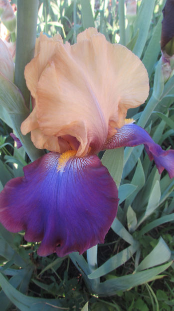 Balderdash - A Irisi 2017