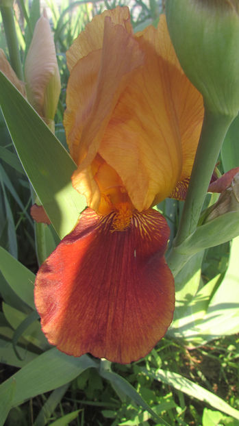 Guy Luron - A Irisi 2017