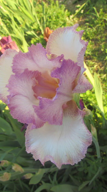 Mod Mode - A Irisi 2017