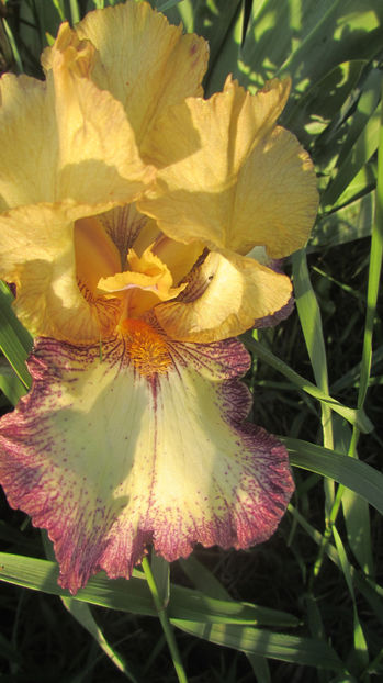 Tennese Genteleman - A Irisi 2017