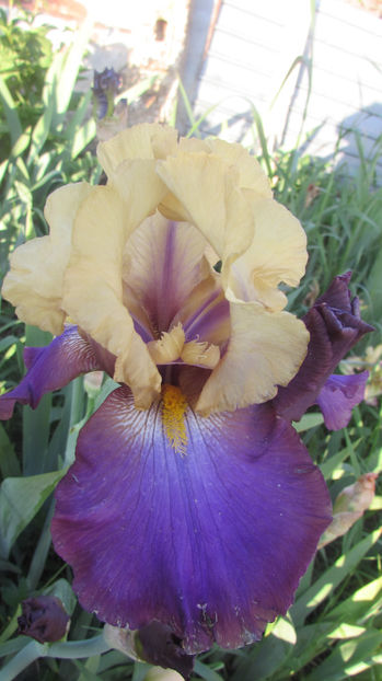 SAIL MASTER - A Irisi 2017