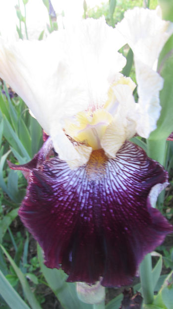 Crimson Snow - A Irisi 2017