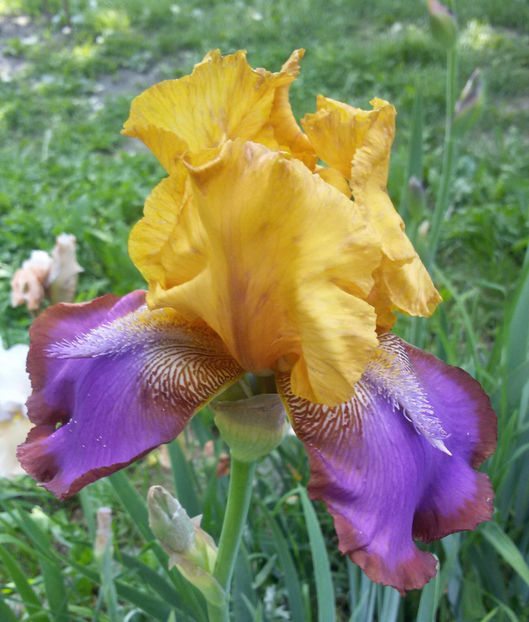 tmp_11374-20170516_162104-1-853873129 - irisi 2017