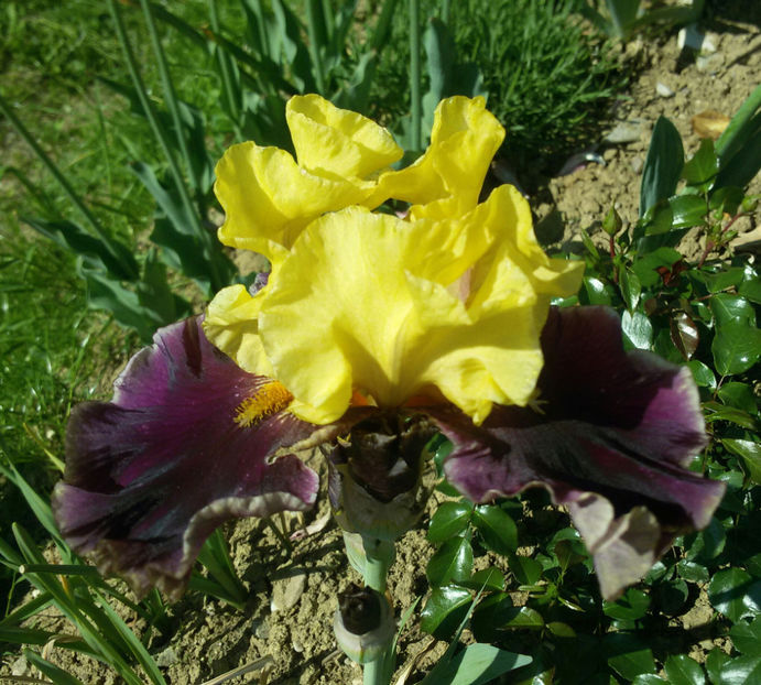 tmp_11374-20170516_162503-1-2071512094 - irisi 2017