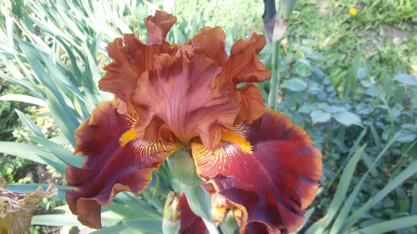 tmp_11374-20170516_100849-1574407904 - irisi 2017