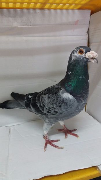 M 2008 vandut - De! voiajori vanduti