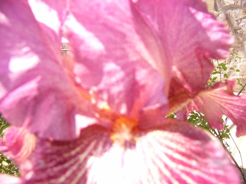 Iris Vibration - ANUL 2017 IV