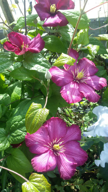 tmp_11374-20170516_100536924604013 - primavara 2017