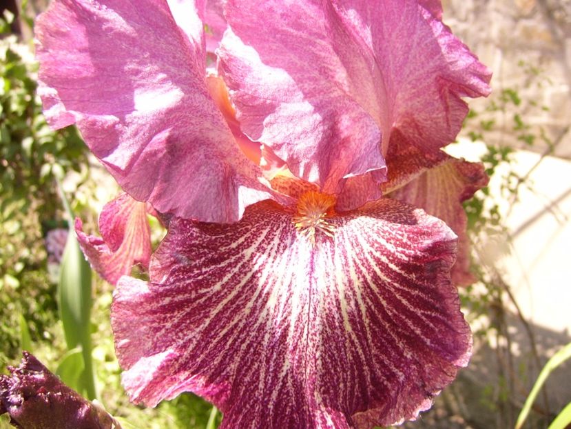 P1320114 - ANUL 2017 IV