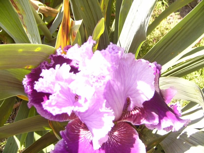 P1320118 - ANUL 2017 IV