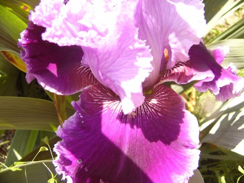 P1320119 - ANUL 2017 IV