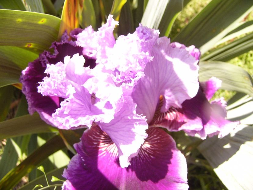 P1320123 - ANUL 2017 IV