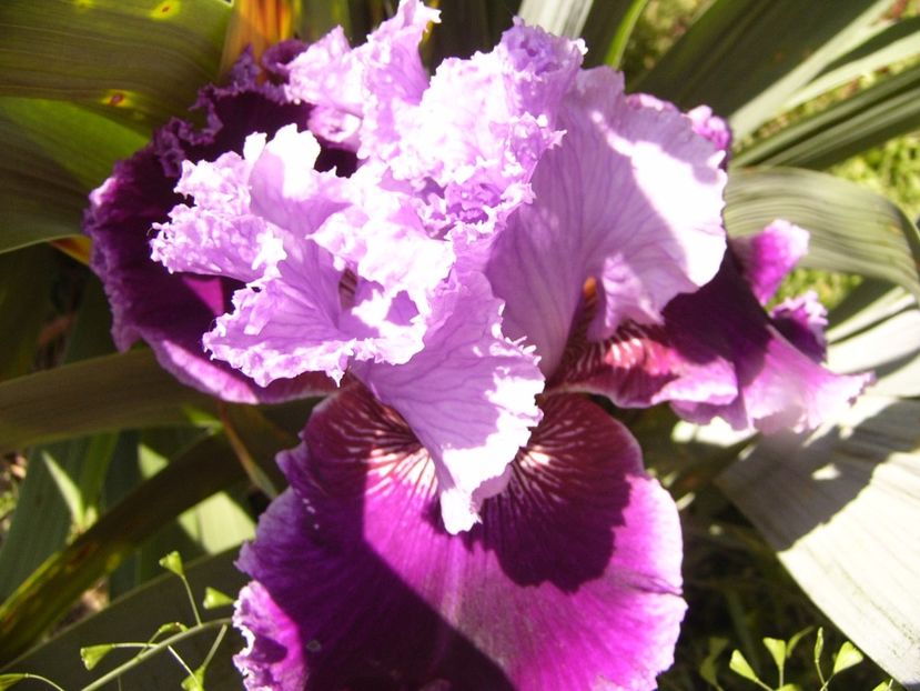 P1320124 - ANUL 2017 IV