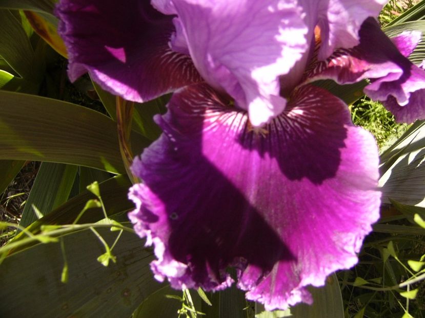 P1320125 - ANUL 2017 IV