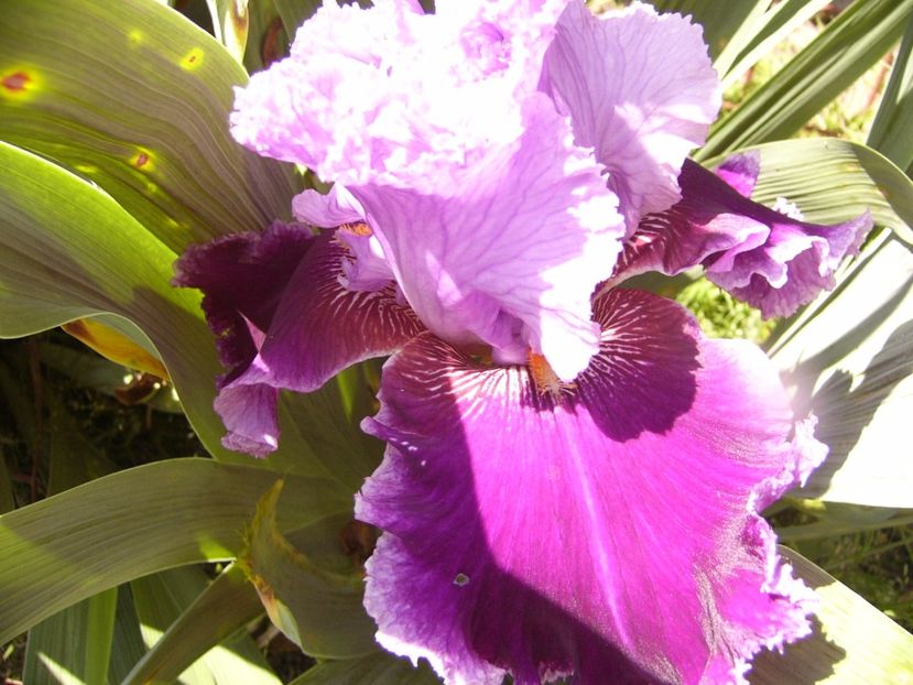 P1320128 - ANUL 2017 IV