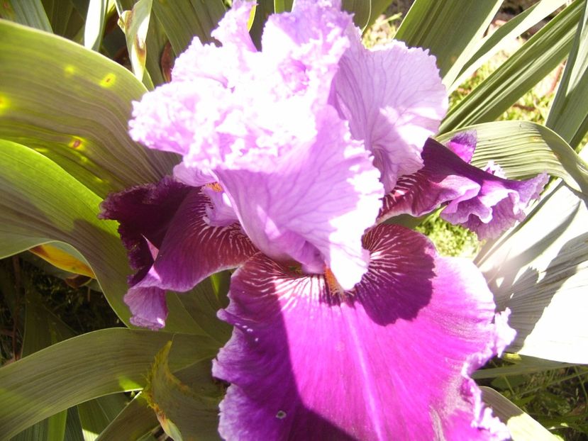 P1320129 - ANUL 2017 IV