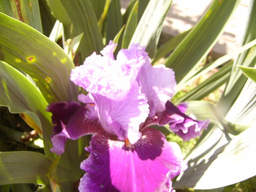 P1320130 - ANUL 2017 IV