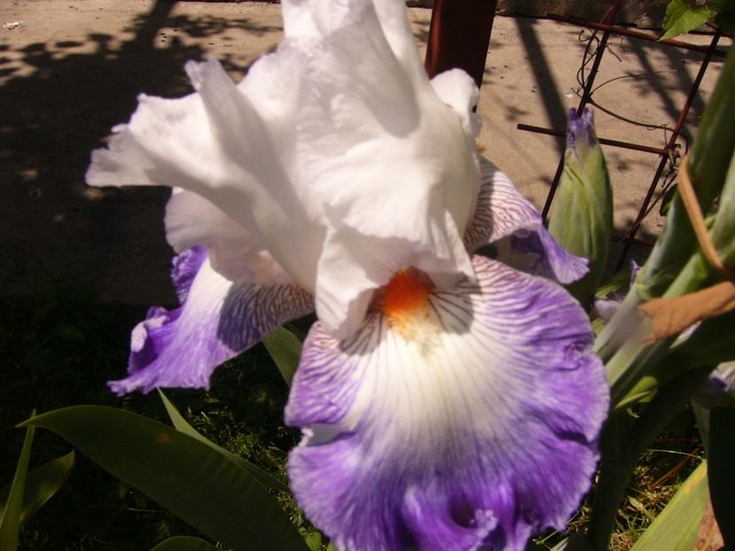 P1320132 - ANUL 2017 IV