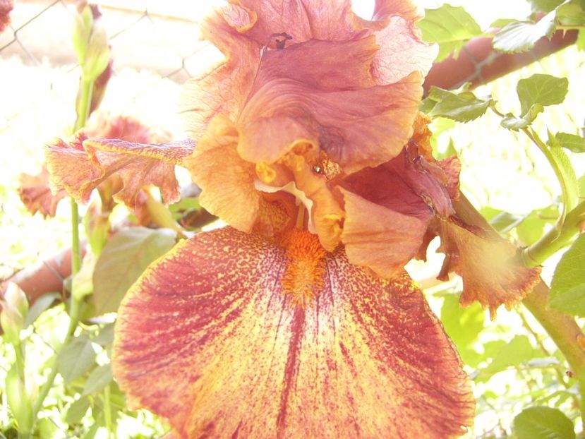 Iris Ruffled copper sunset - ANUL 2017 IV