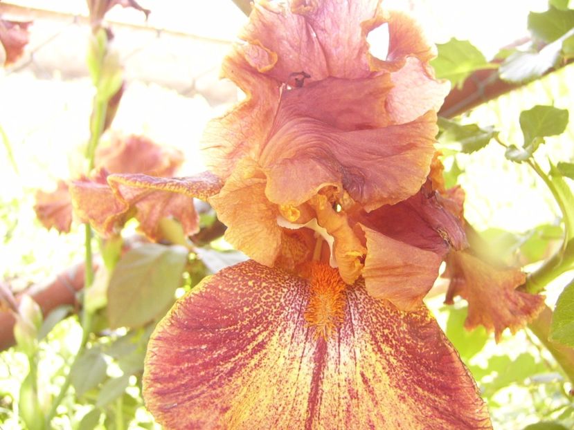 P1320148 - ANUL 2017 IV