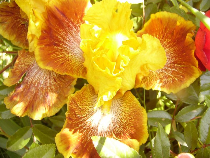 Iris Wild Jasmine - ANUL 2017 IV